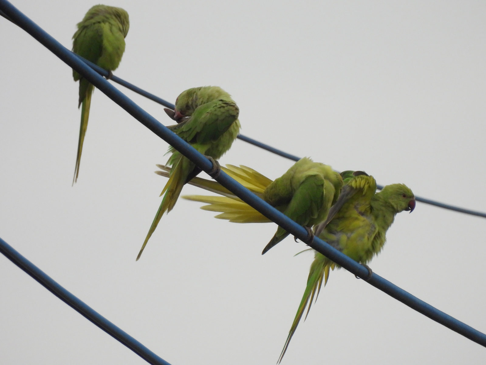ワカケホンセイインコ4羽