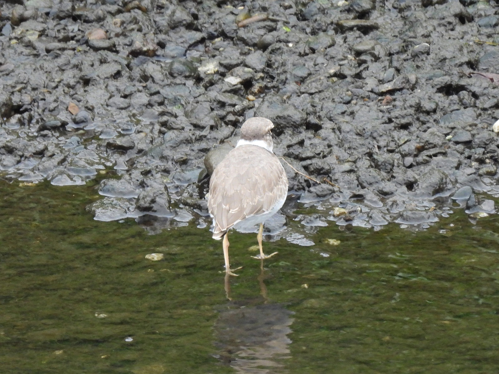 イカルチドリ後ろ