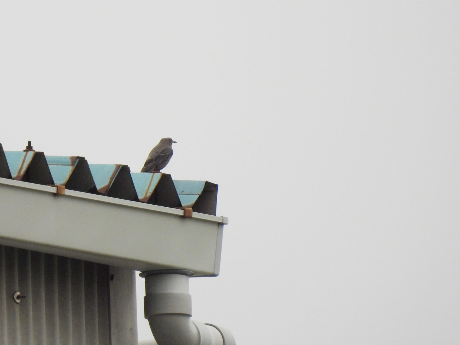 イソヒヨドリ雌