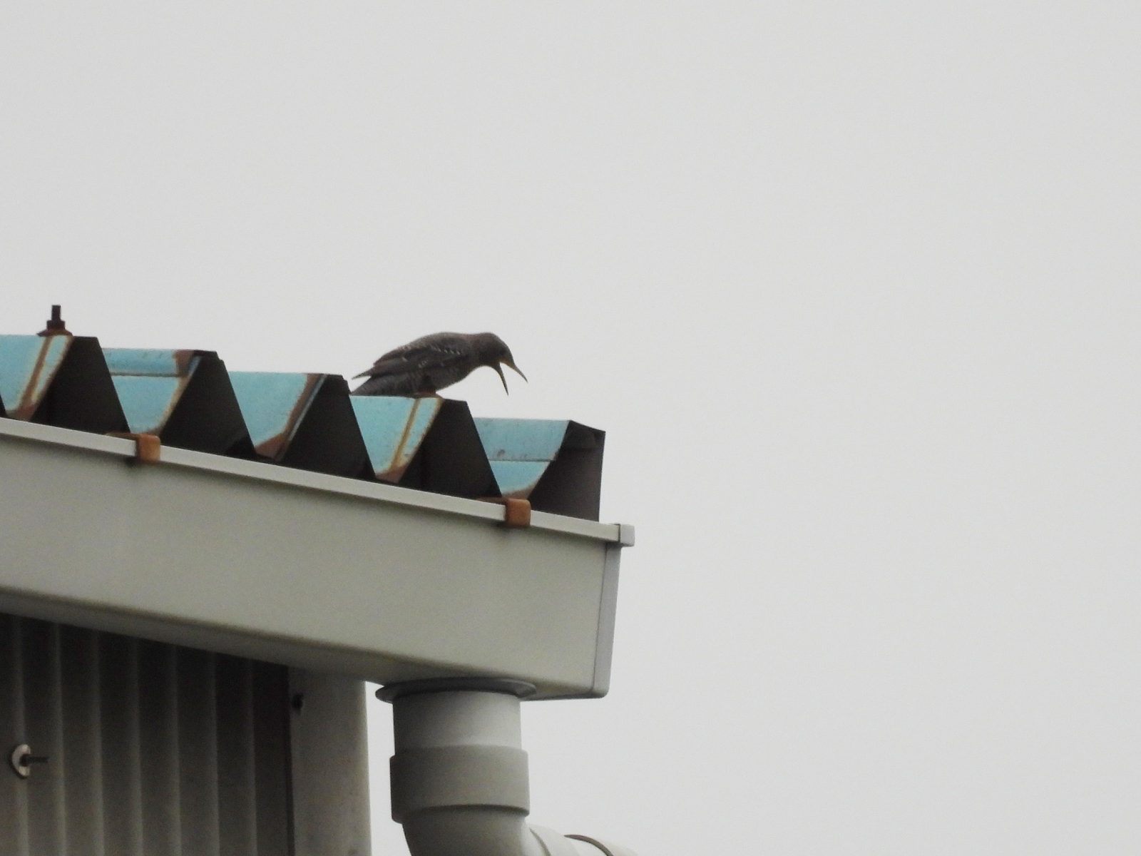 イソヒヨドリ雌