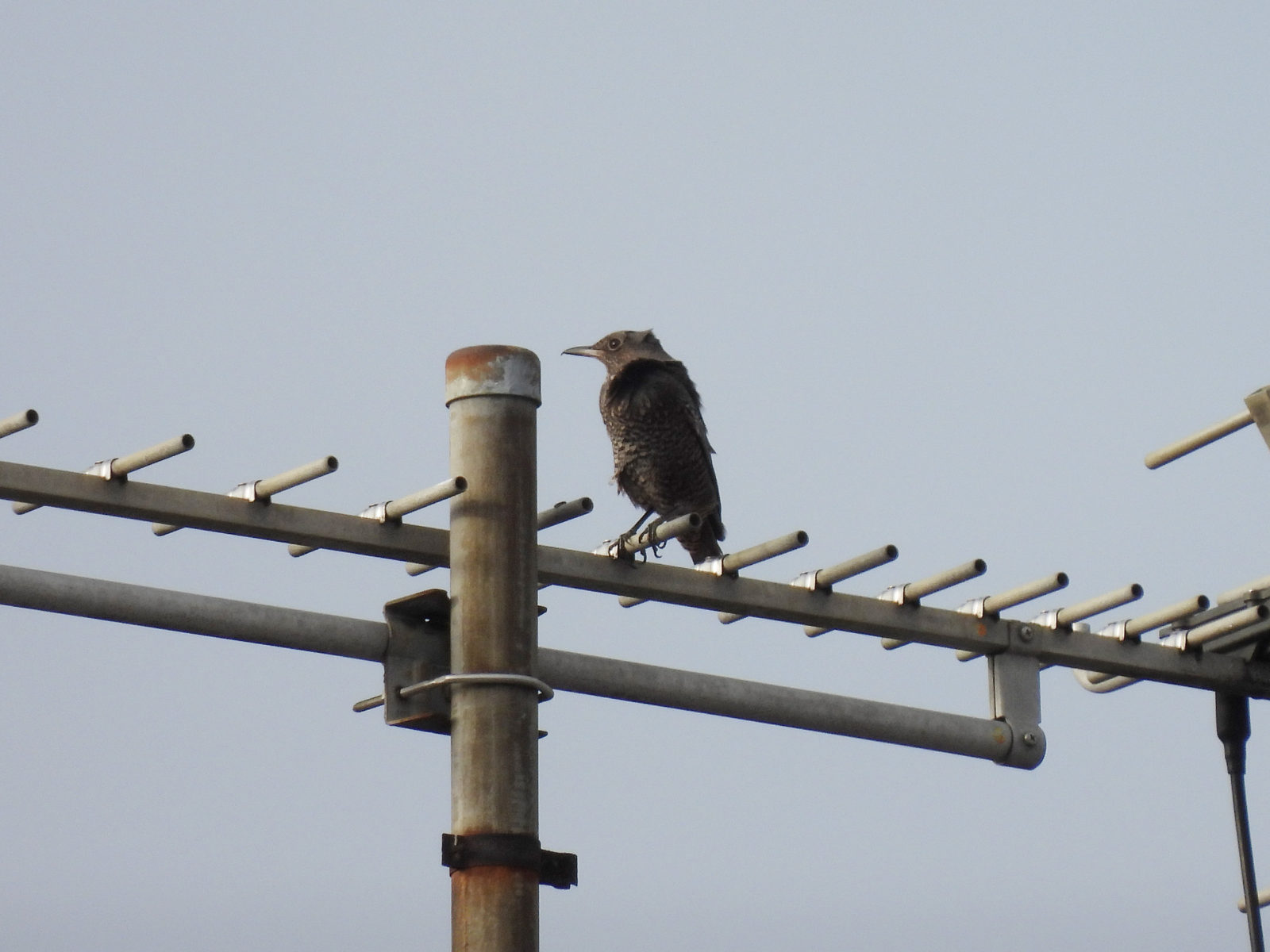 イソヒヨドリ雌アンテナの上