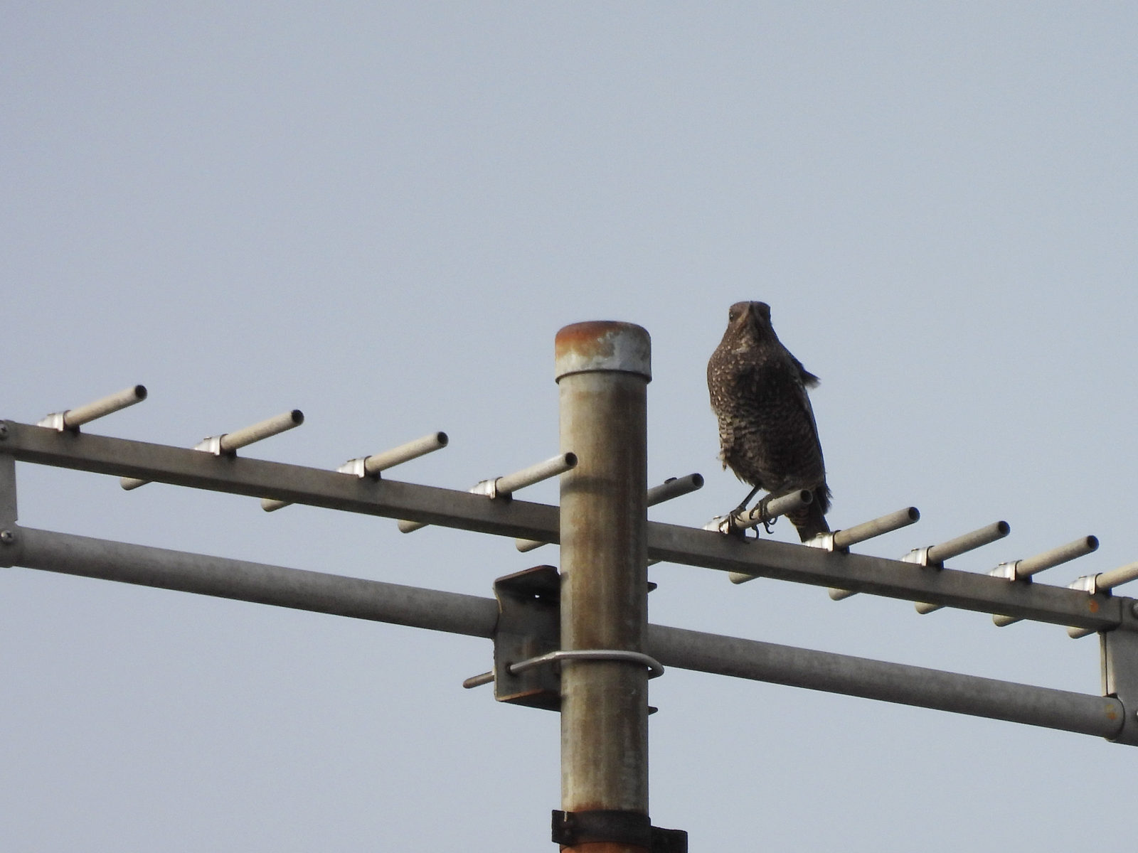 イソヒヨドリ雌アンテナの上