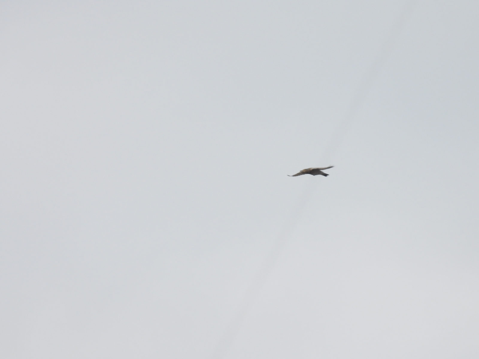 イソヒヨドリ雌飛翔