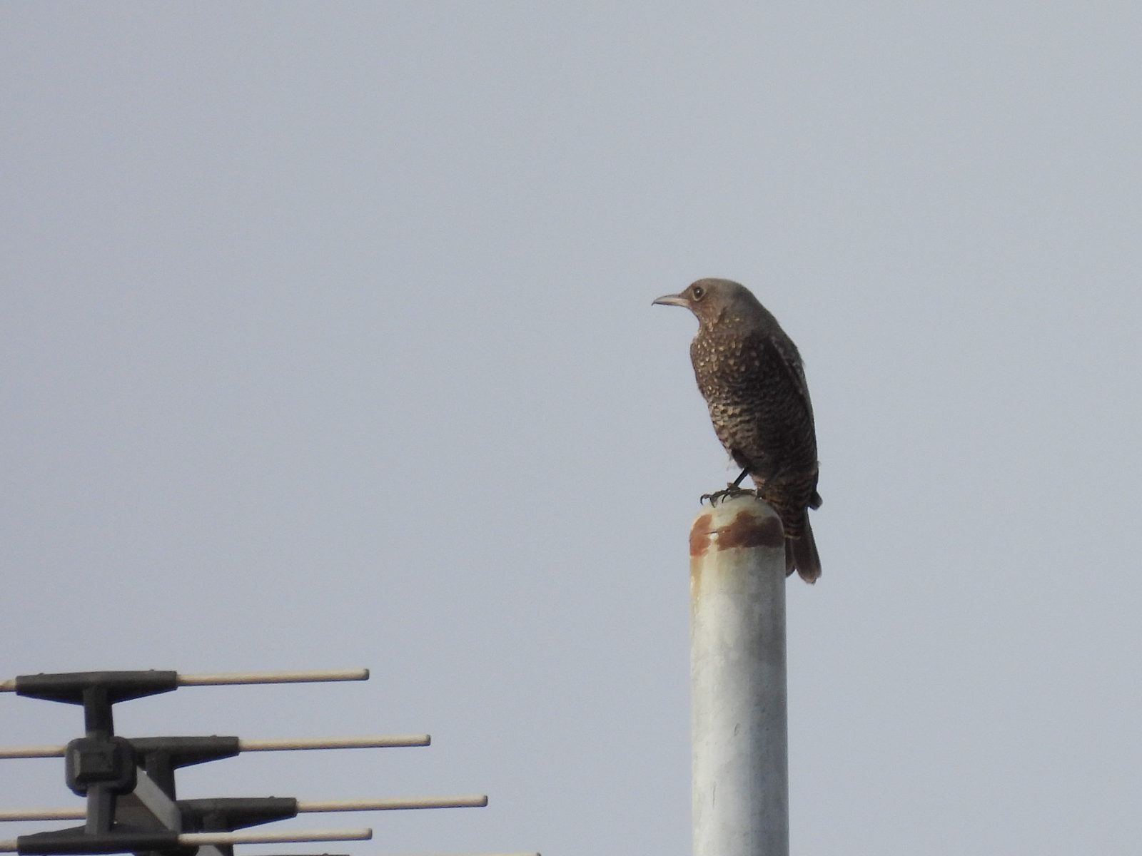 イソヒヨドリ雌