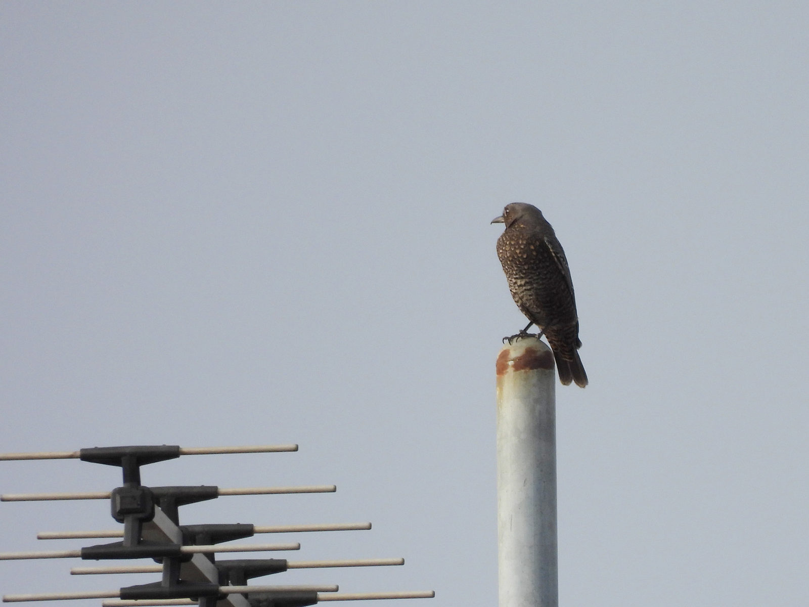 イソヒヨドリ雌
