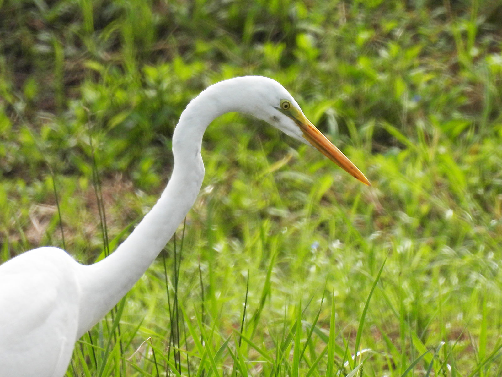 ダイサギ右向きアップ