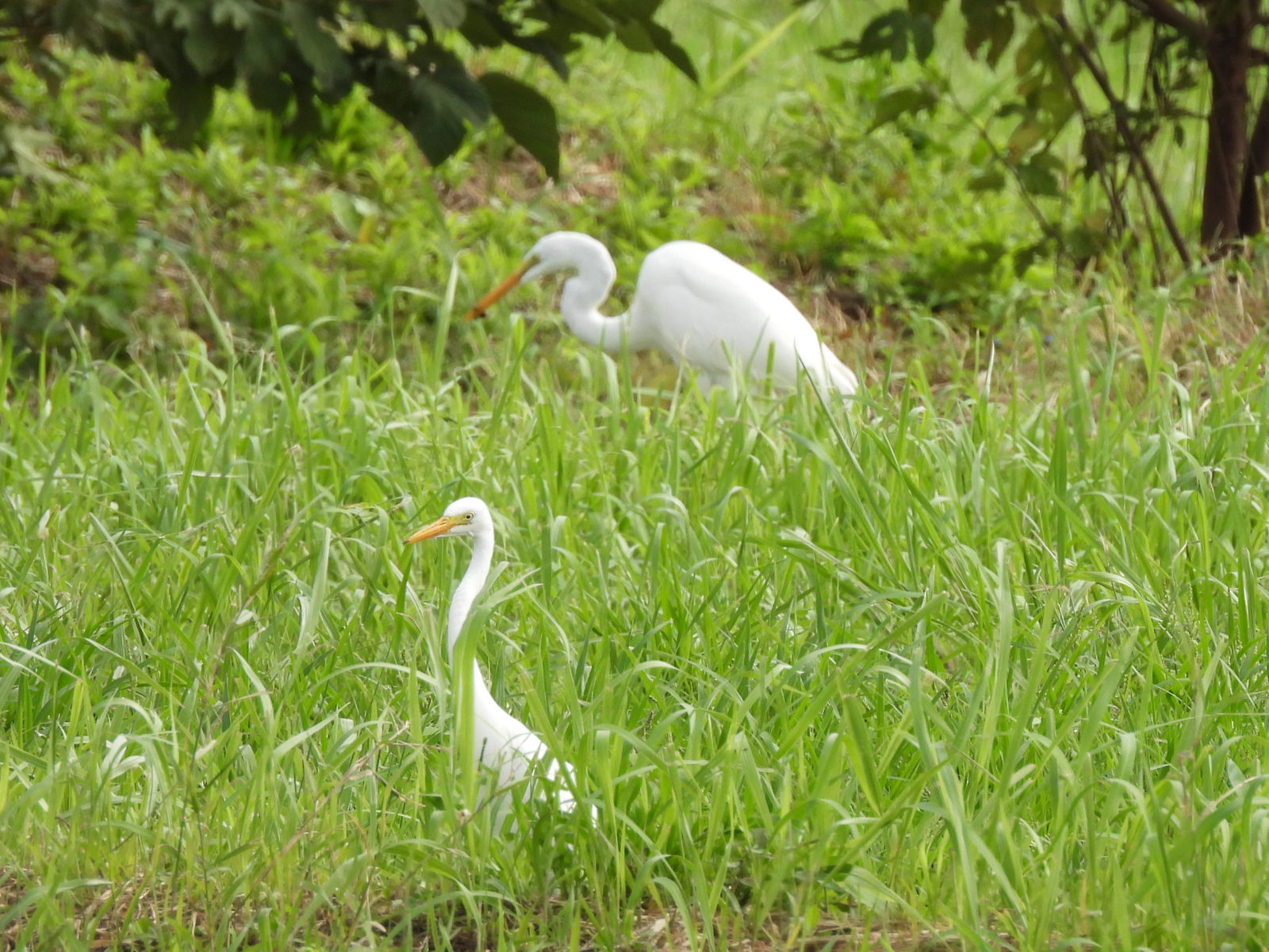 ダイサギとチュウサギ