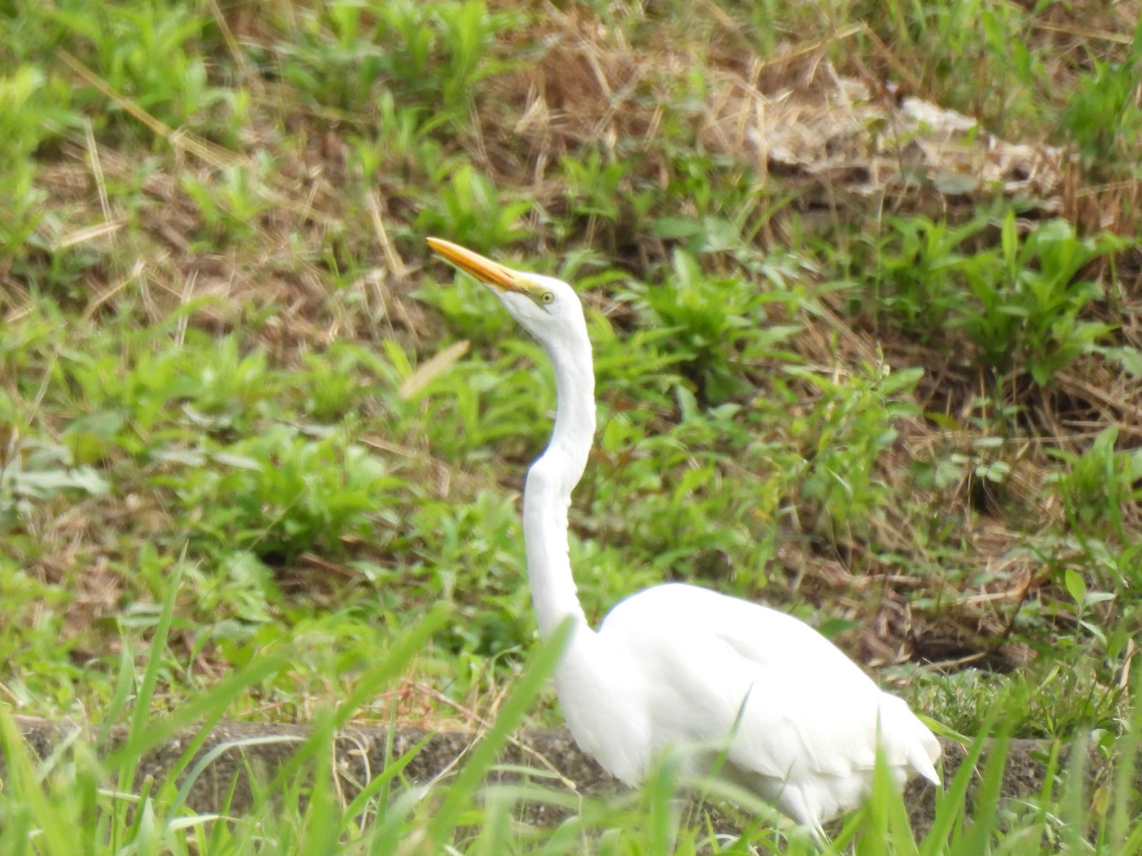 ダイサギ飲み込み？