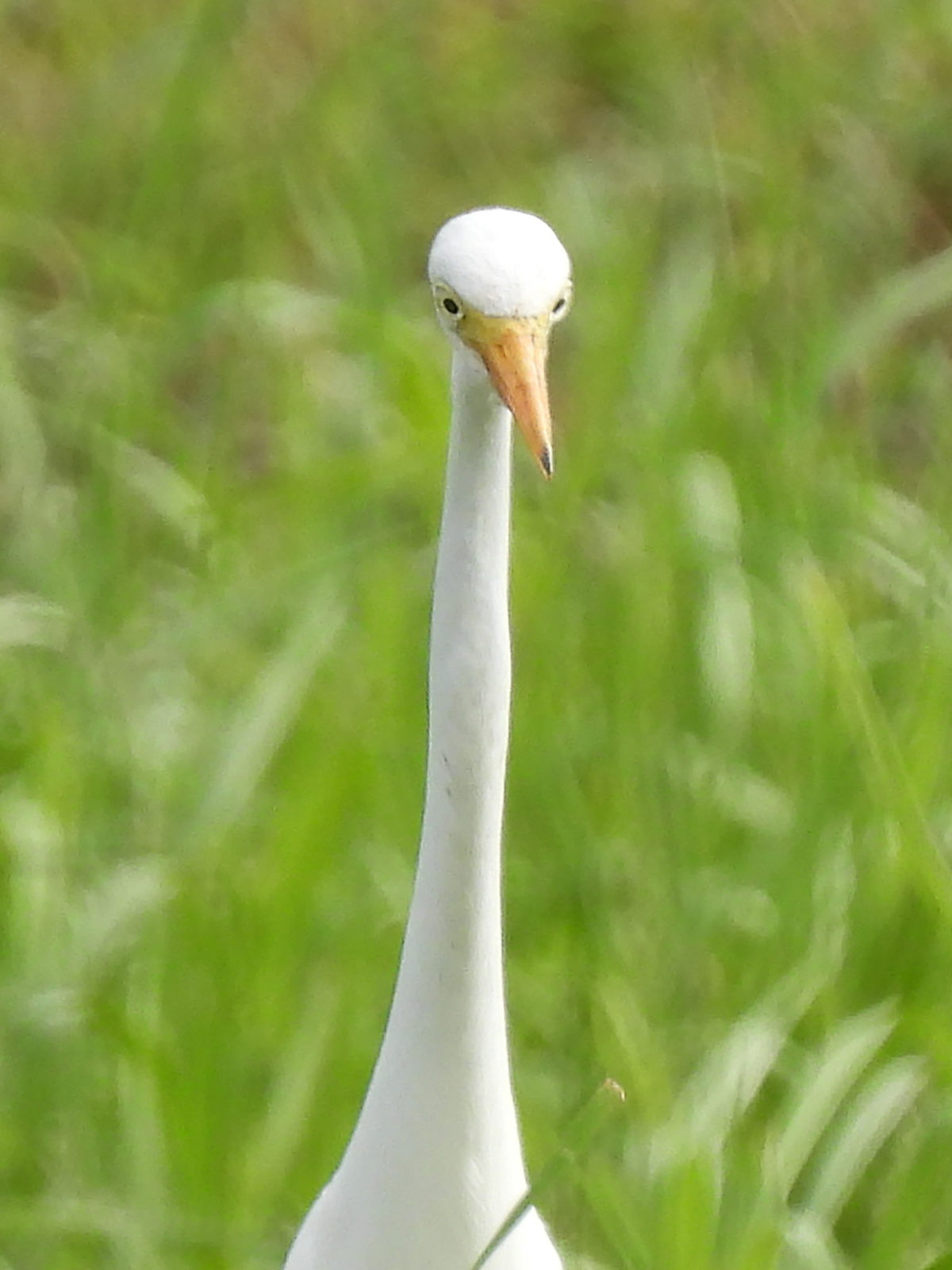 チュウサギ正面アップ