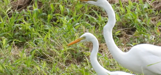 ダイサギとチュウサギ