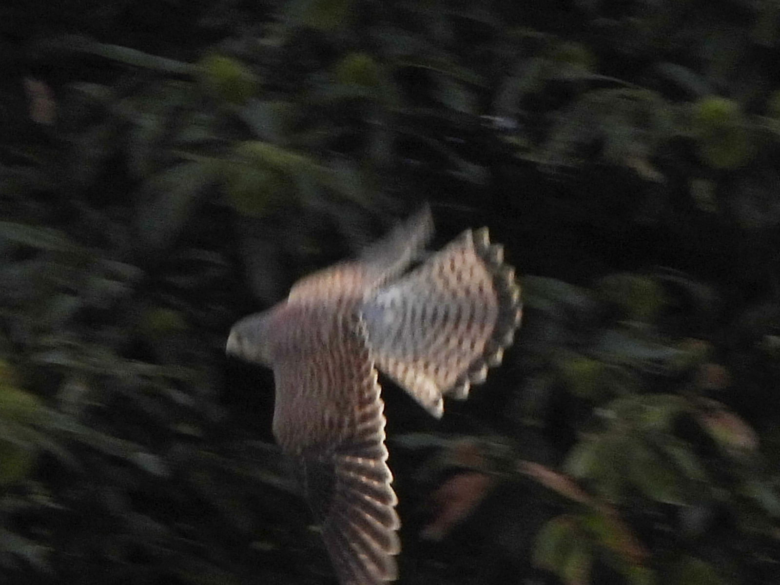 チョウゲンボウ飛翔