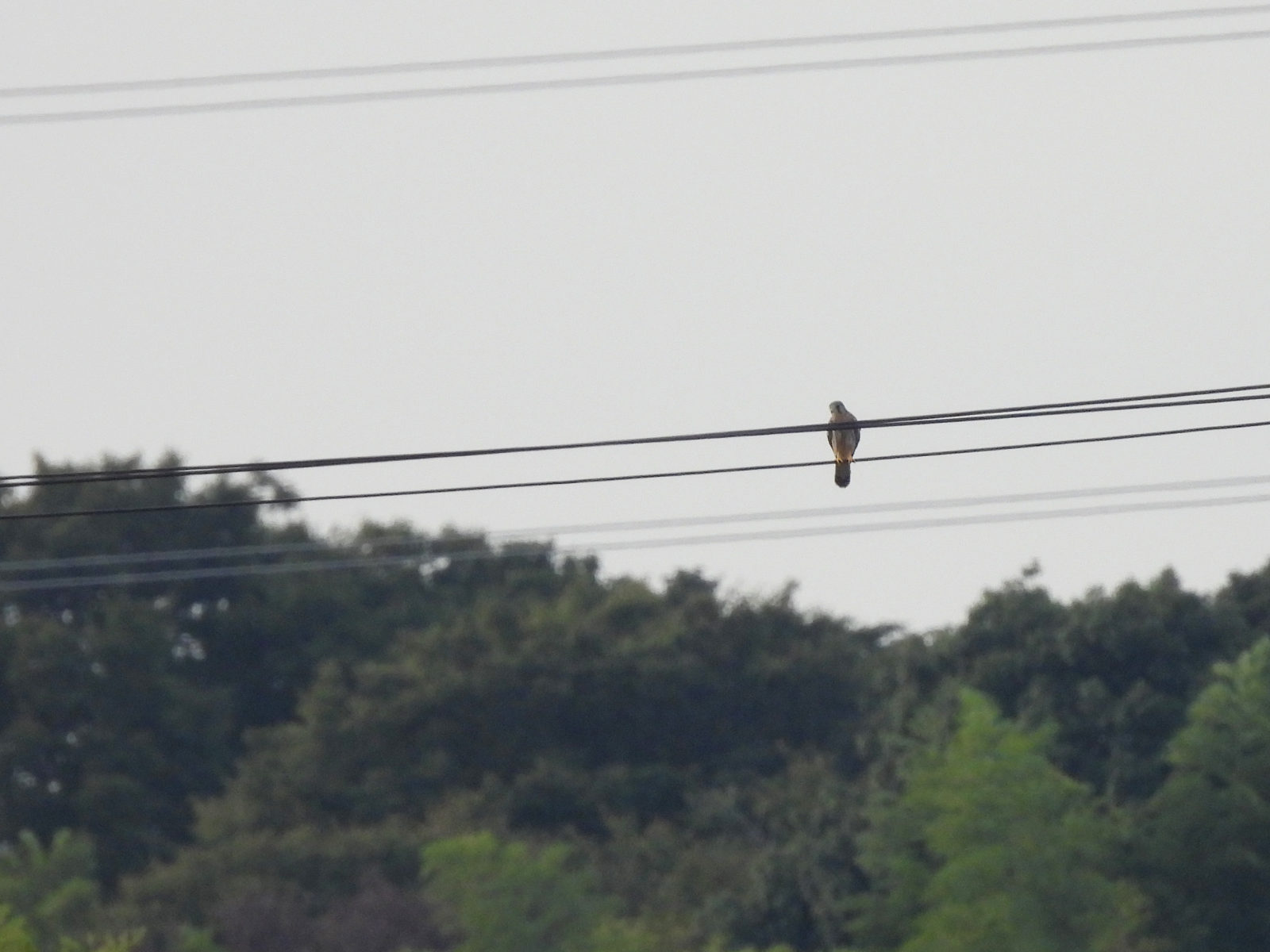 チョウゲンボウ