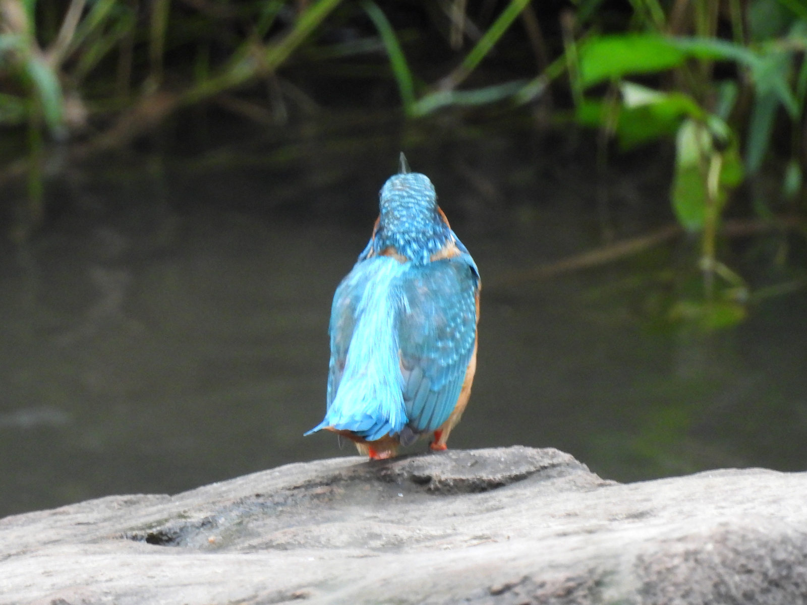 カワセミ後ろ姿