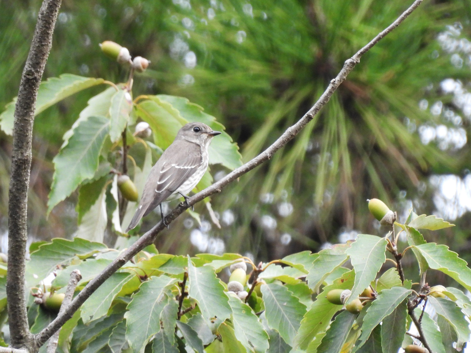 エゾビタキ背中