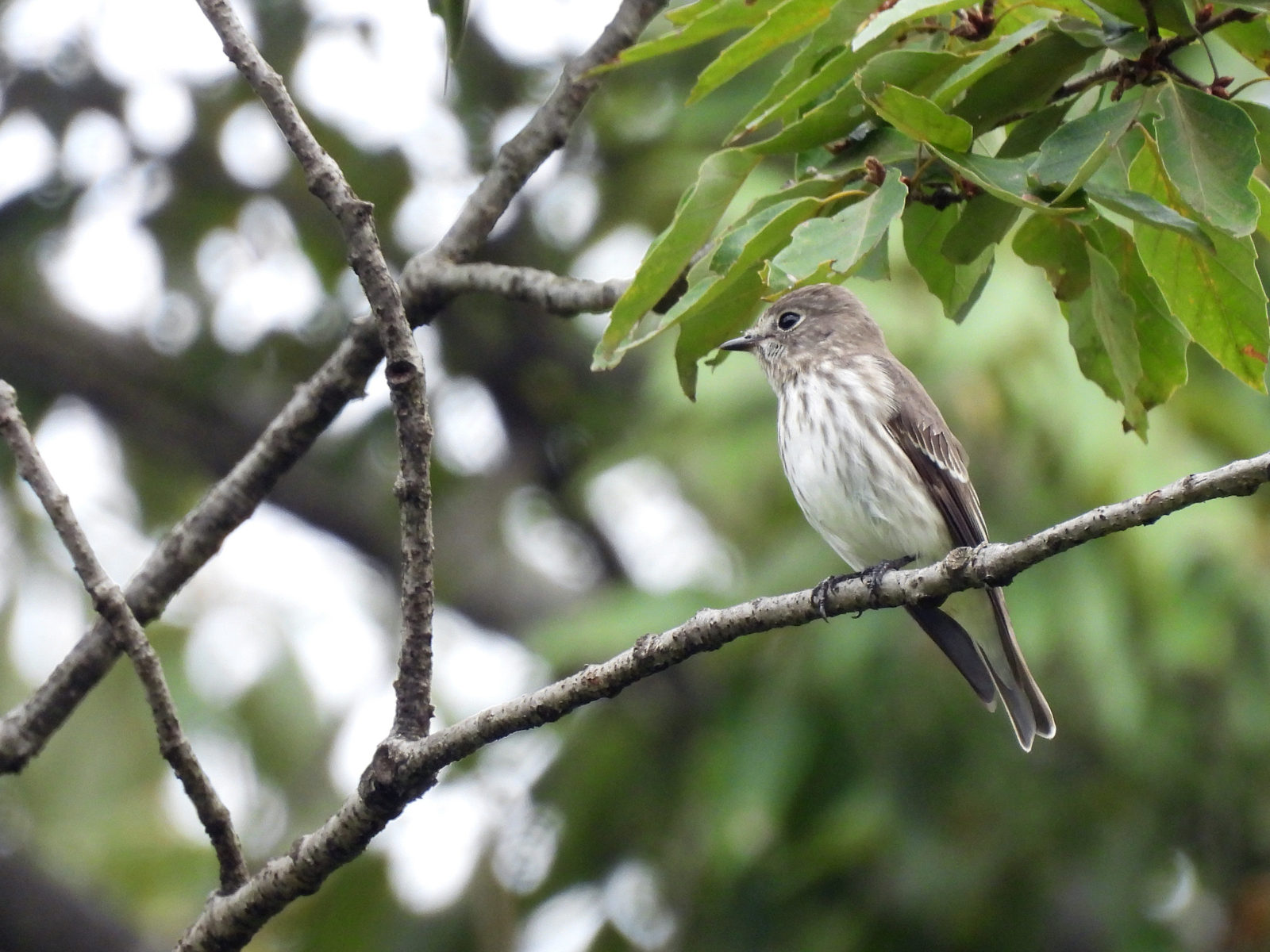 エゾビタキメイン