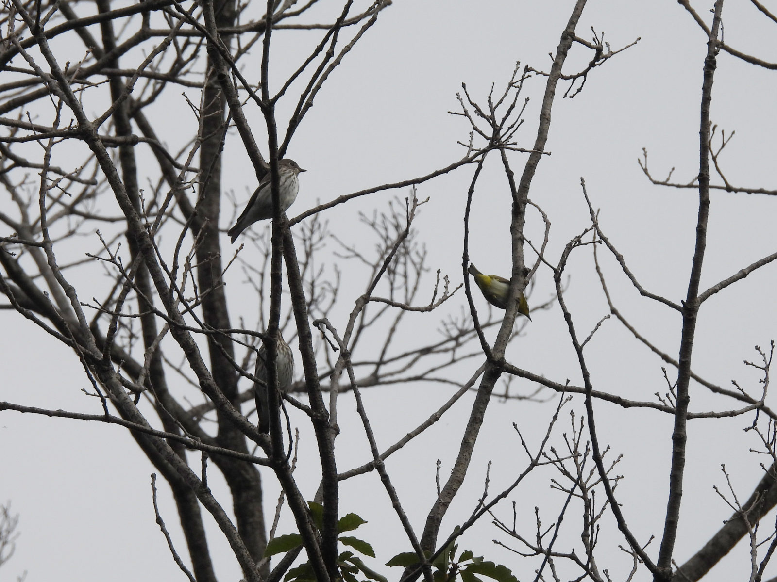 エゾビタキとメジロ