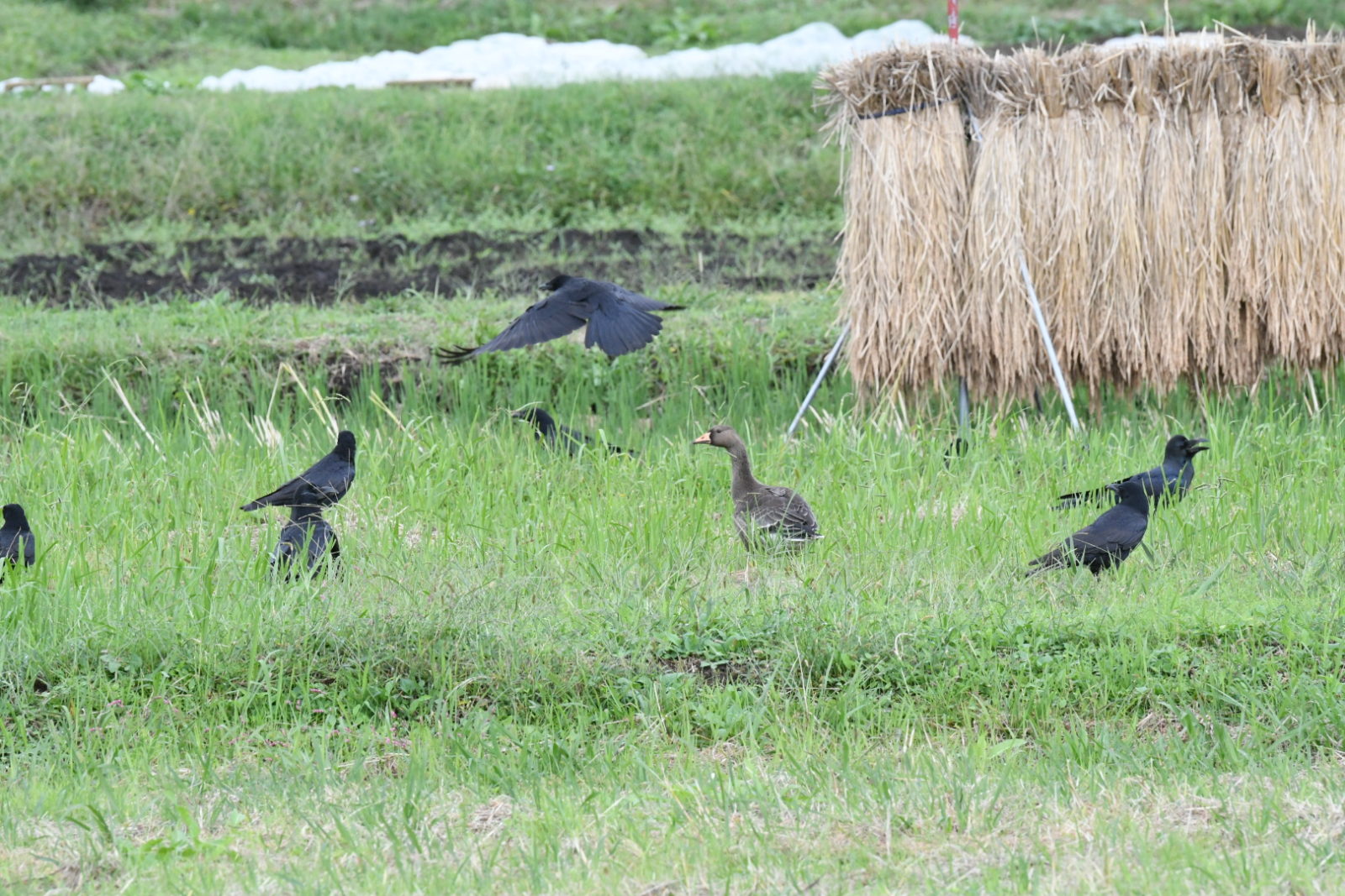 マガンとカラス