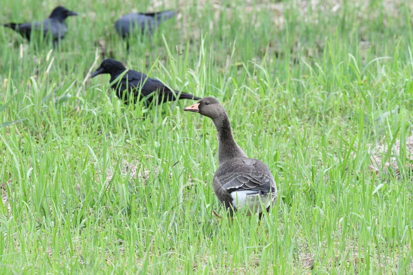 マガンとカラス