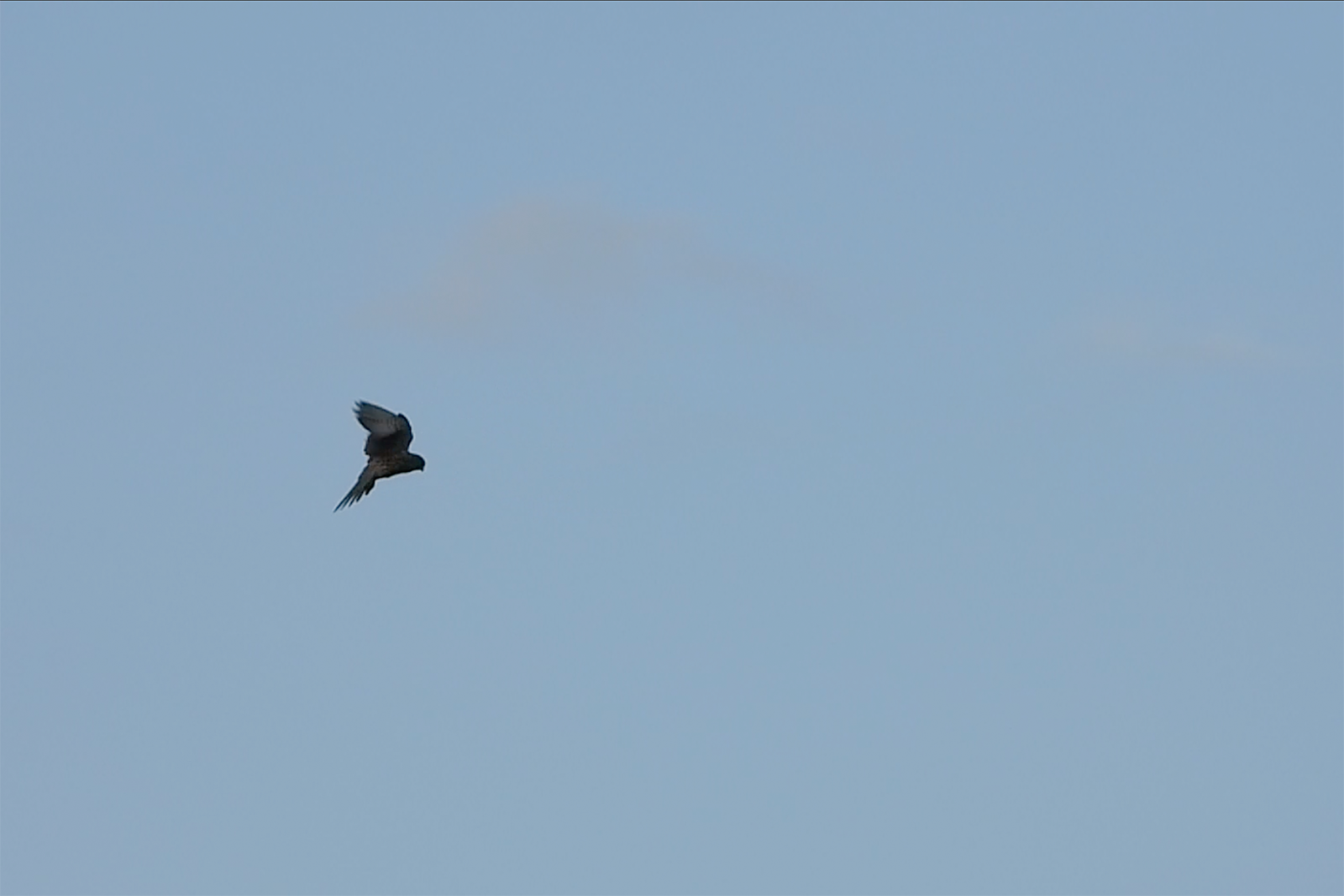 チョウゲンボウホバリング