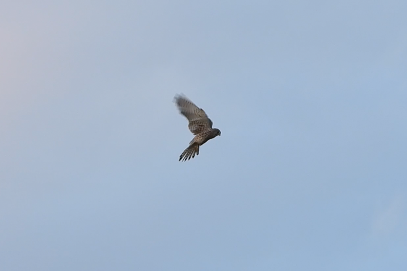 チョウゲンボウホバリング