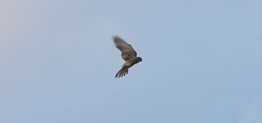 チョウゲンボウホバリング