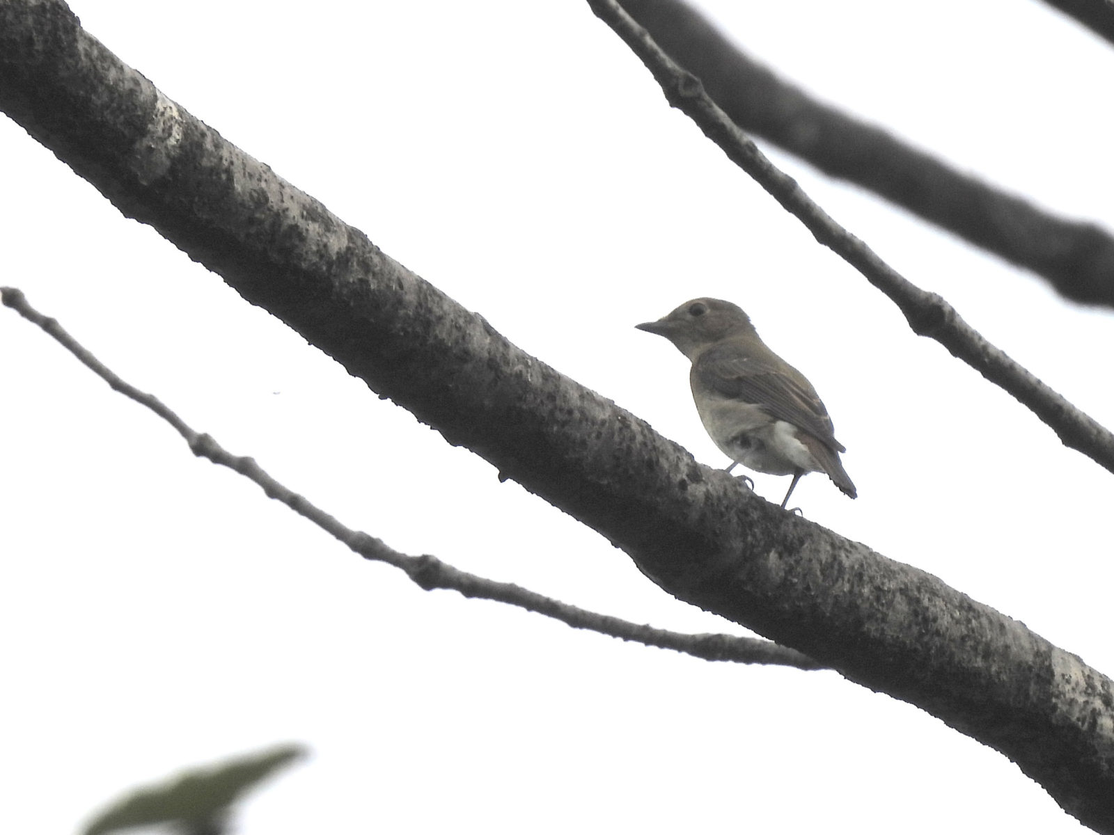 コサメビタキ？