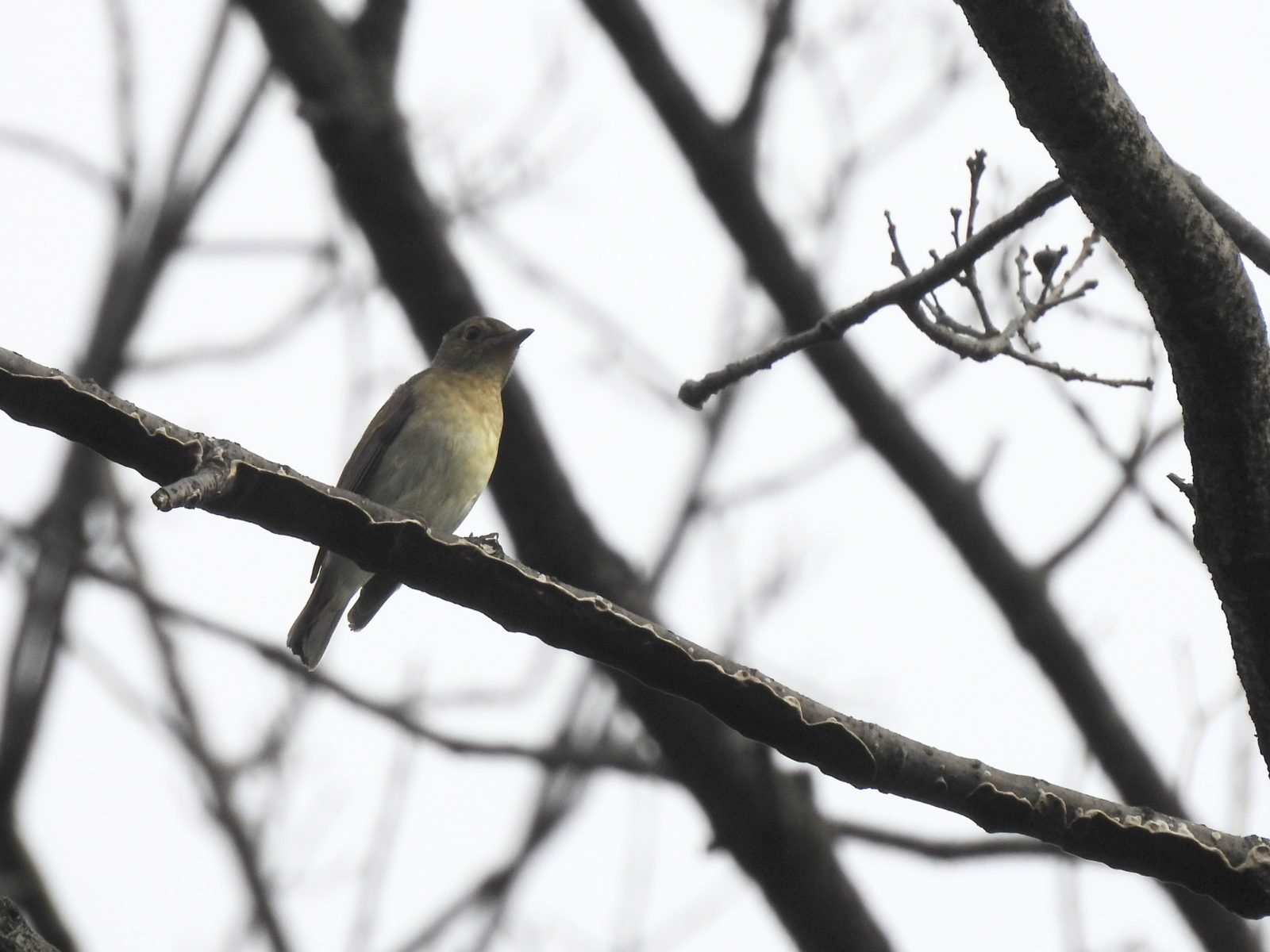 コサメビタキ？