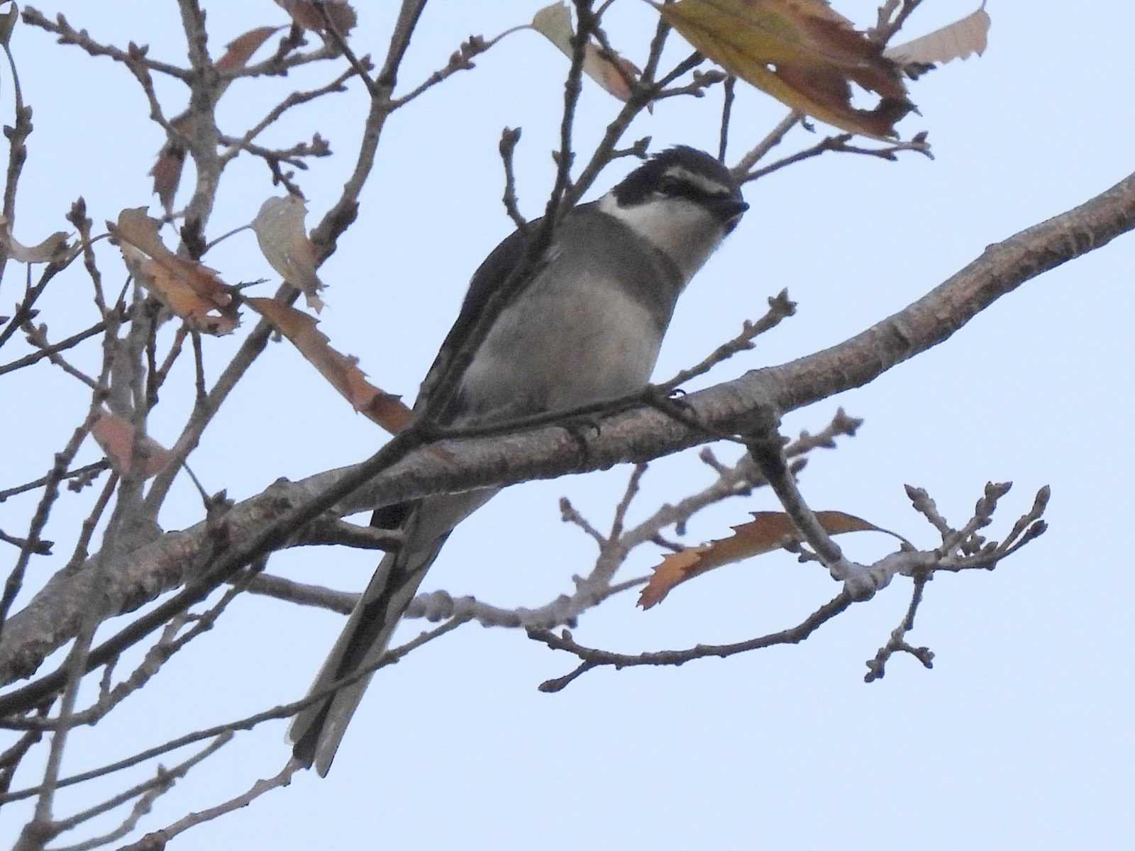 リュウキュウサンショウクイ