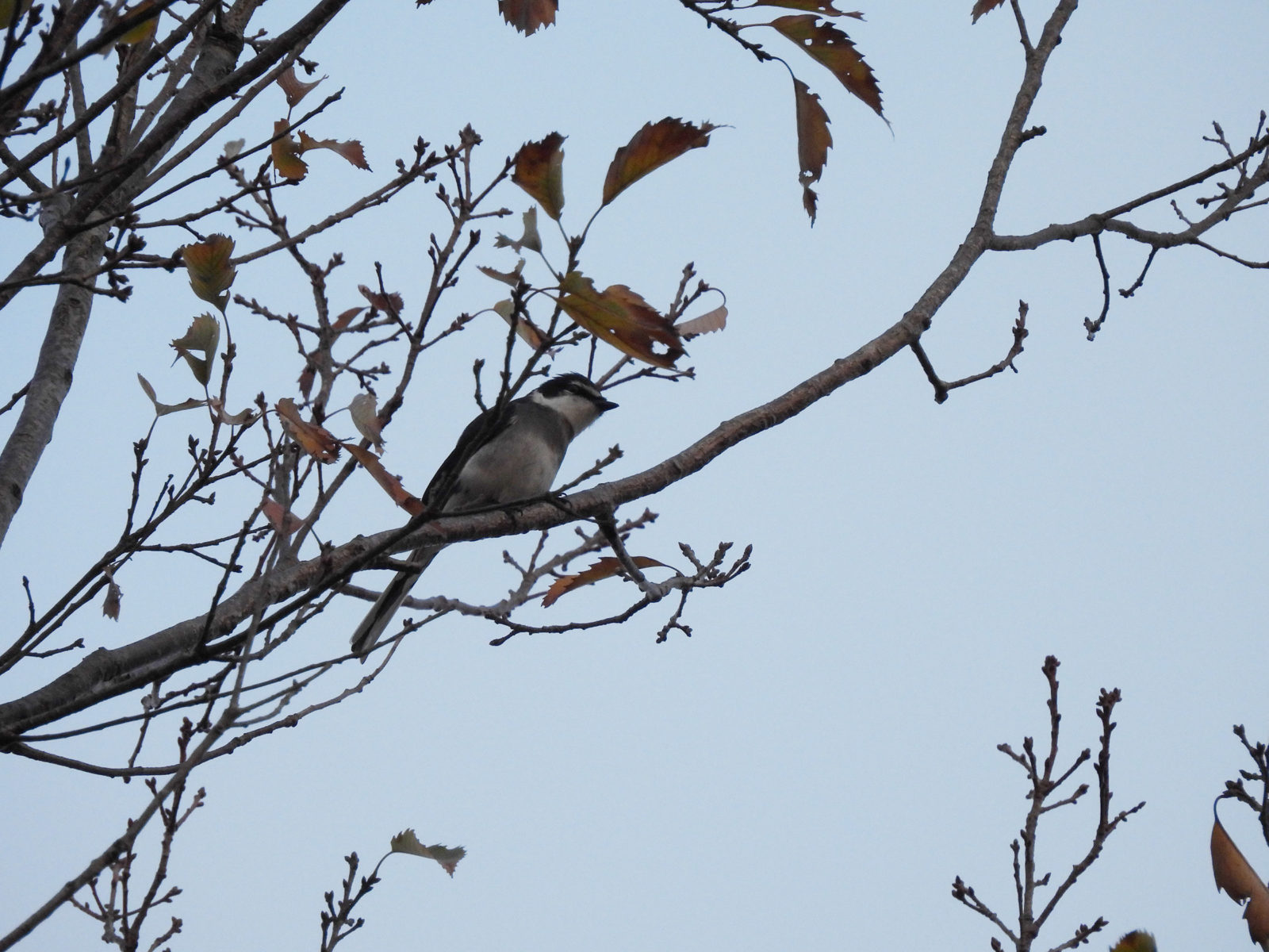 リュウキュウサンショウクイアイキャッチ