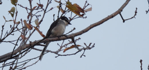 リュウキュウサンショウクイメイン