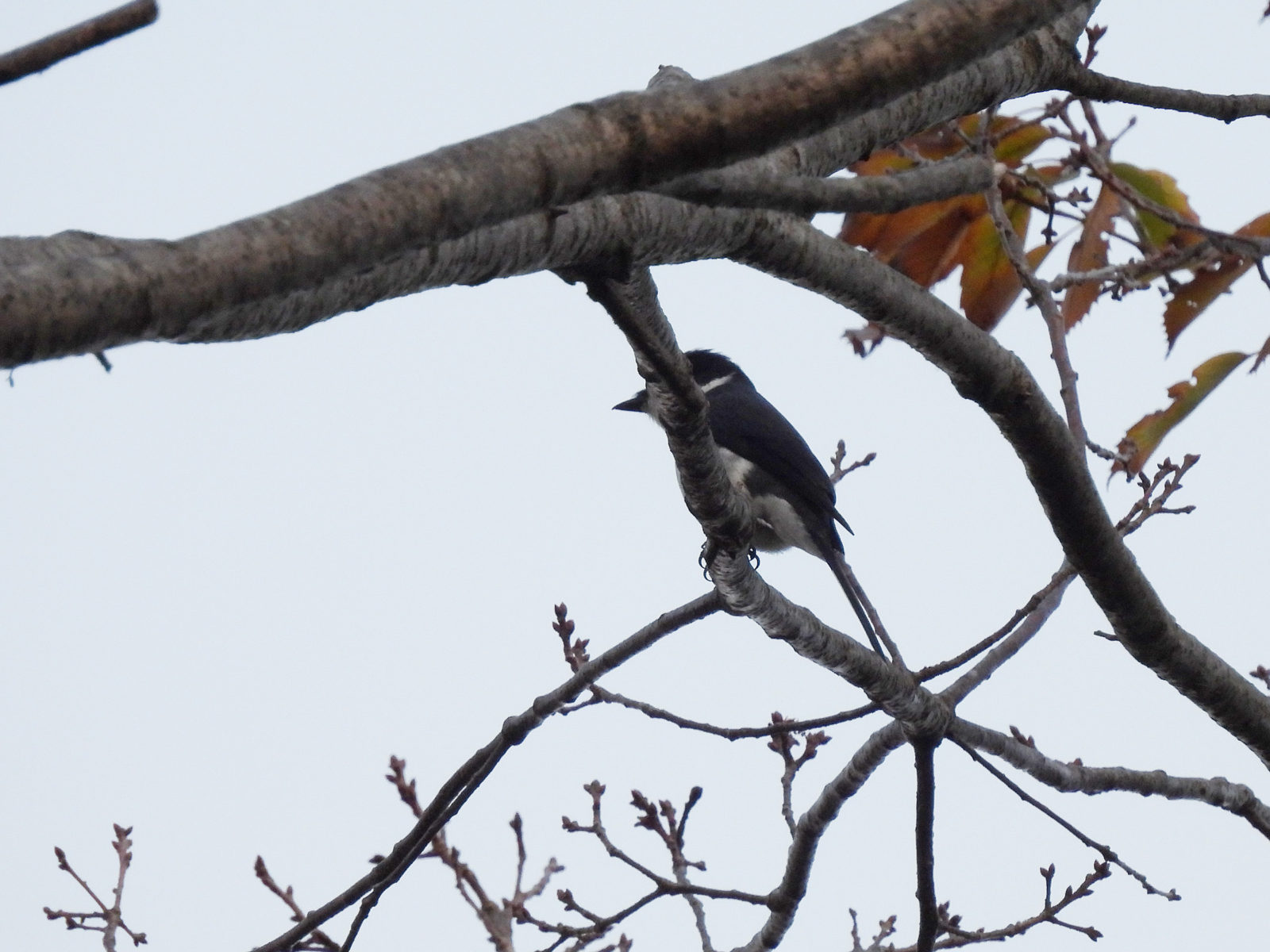 リュウキュウサンショウクイ顔見えず
