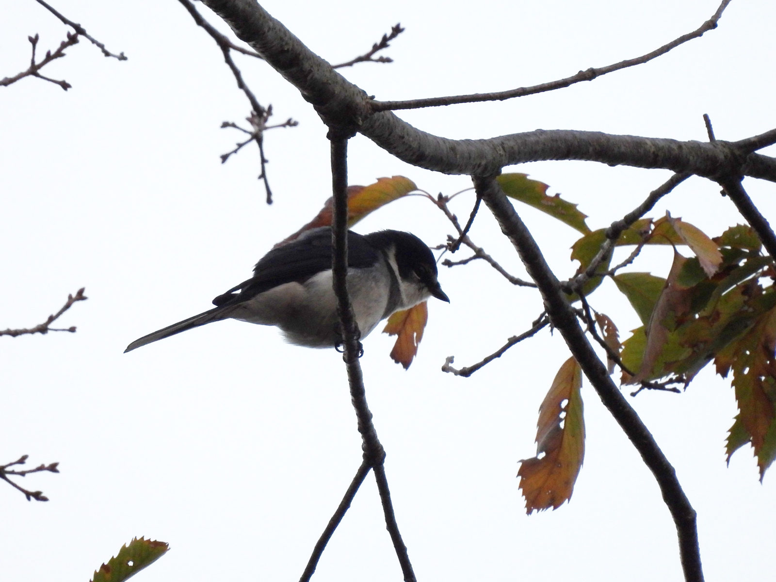 リュウキュウサンショウクイ