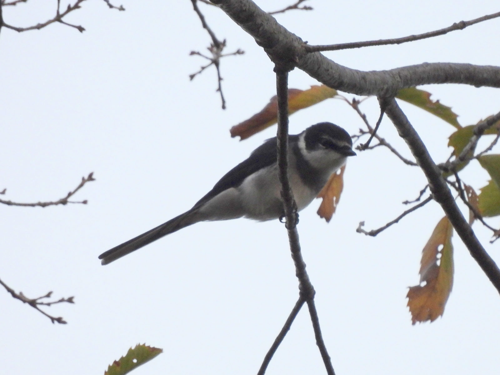 リュウキュウサンショウクイ