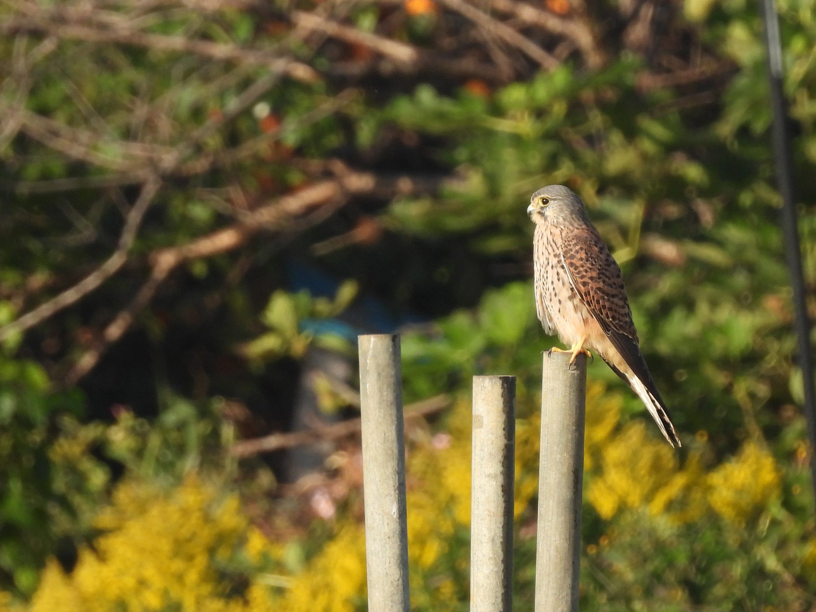 チョウゲンボウ左