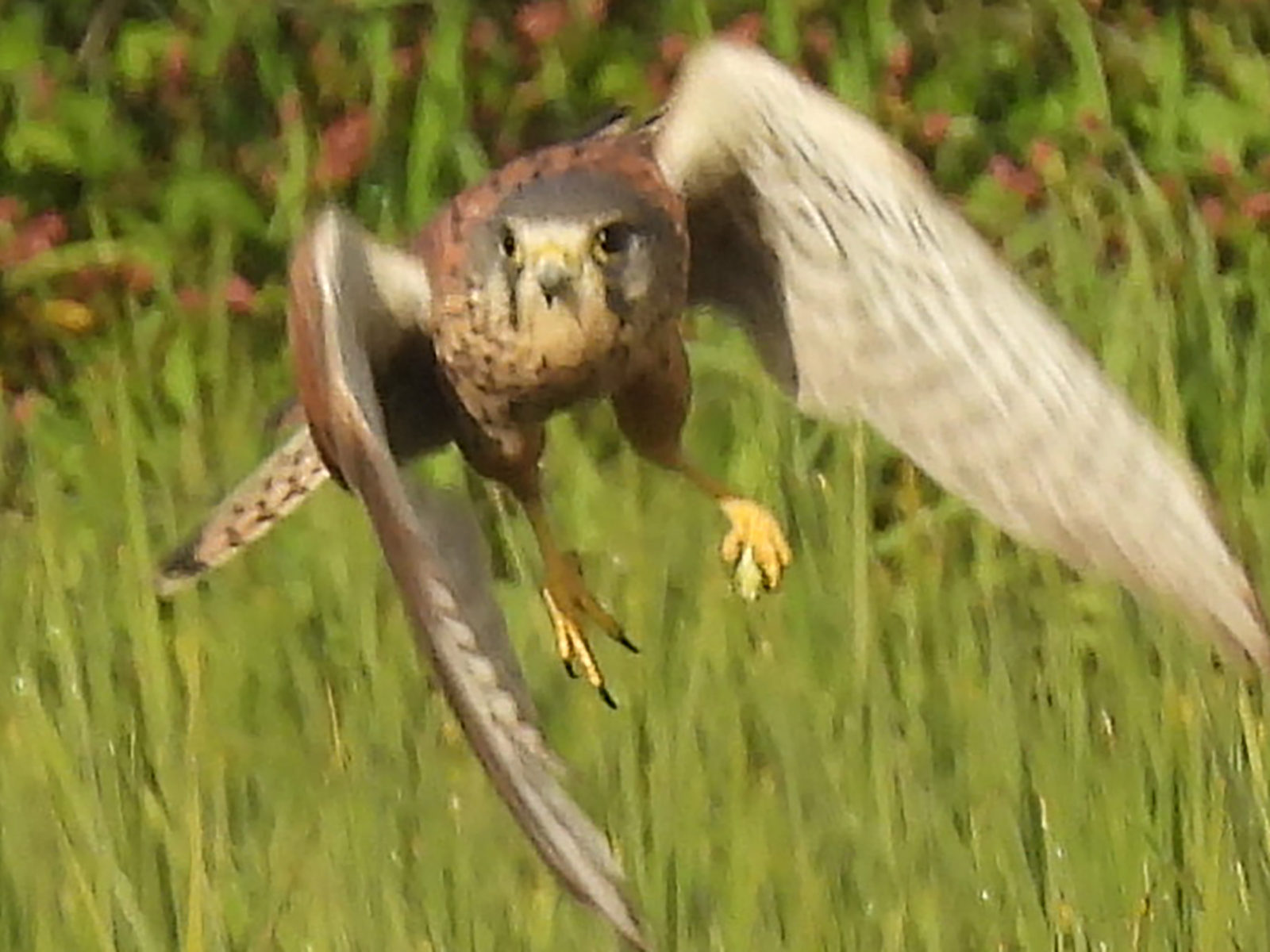 チョウゲンボウバッタ持ってる？