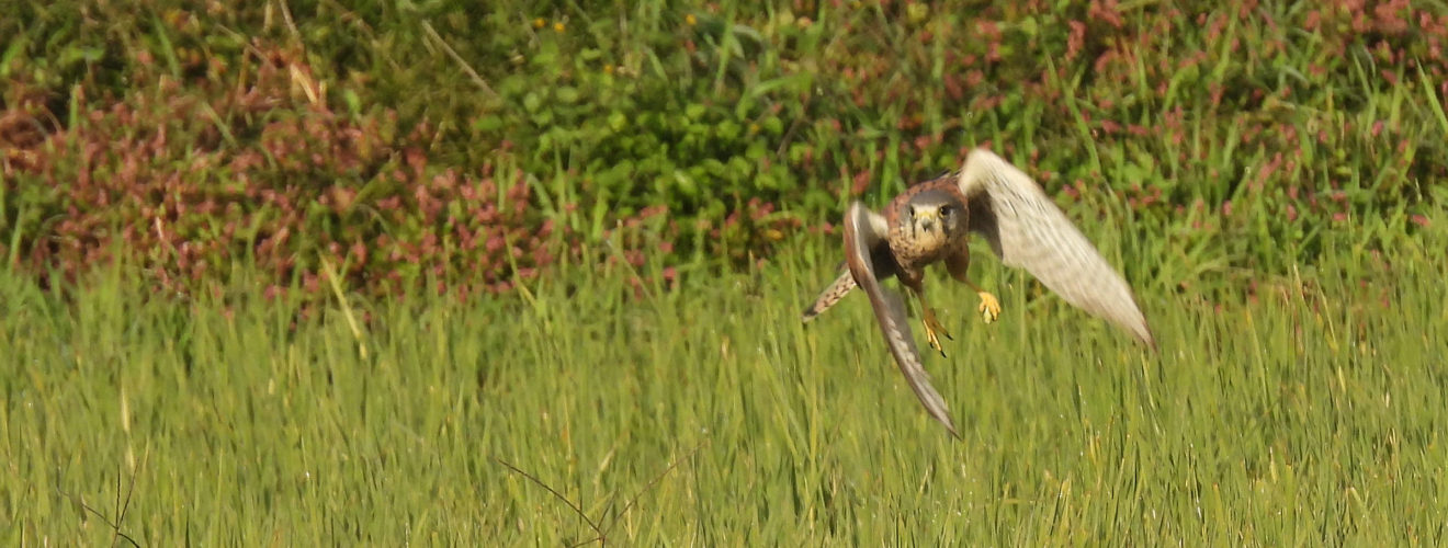 チョウゲンボウ飛び出し