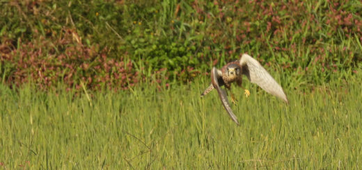 チョウゲンボウ飛び出し