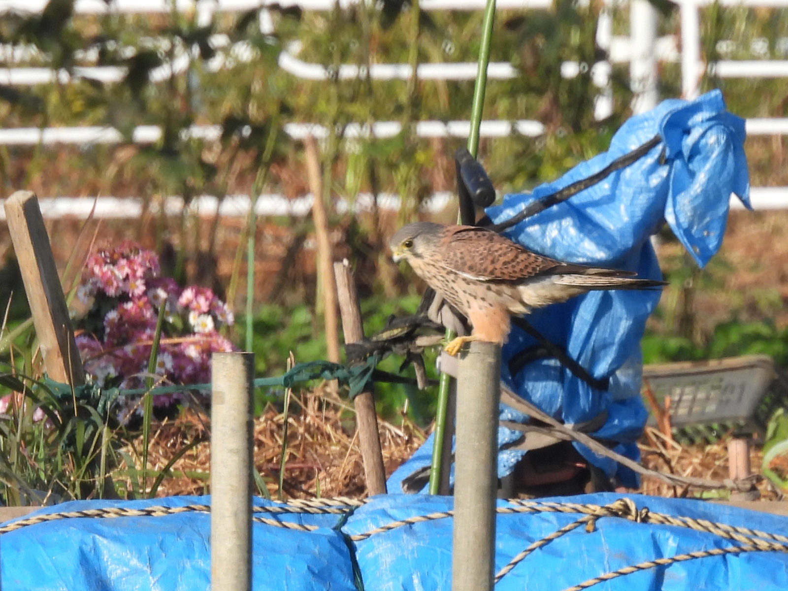 チョウゲンボウ狩り