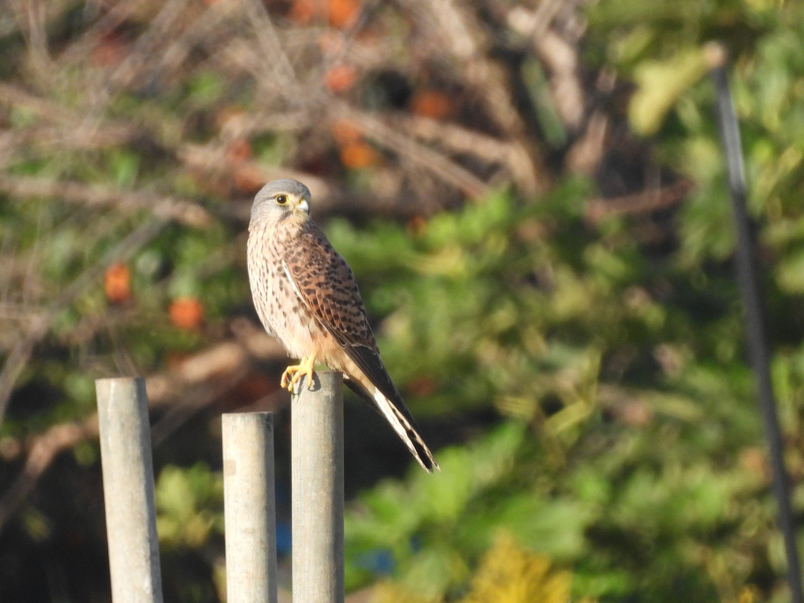 チョウゲンボウメイン