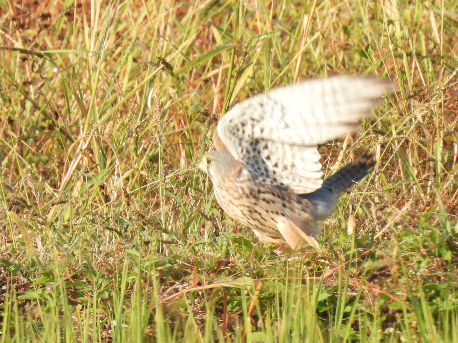 チョウゲンボウ飛び出し