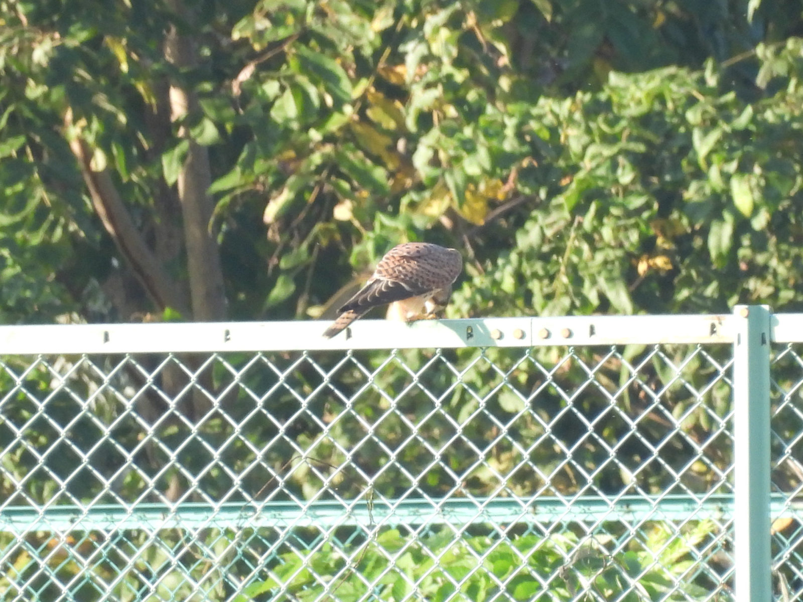 チョウゲンボウ食べる