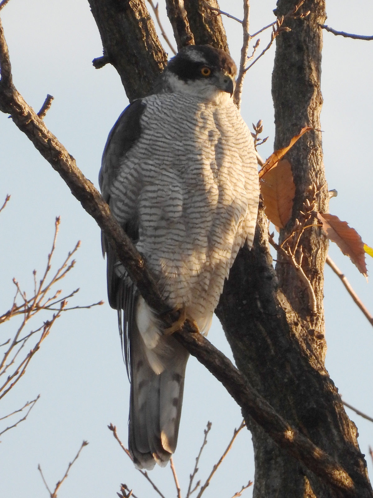 オオタカアップ