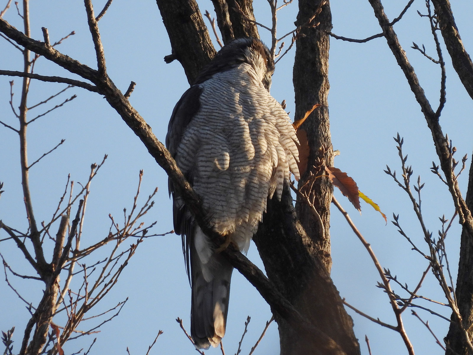 オオタカアップ