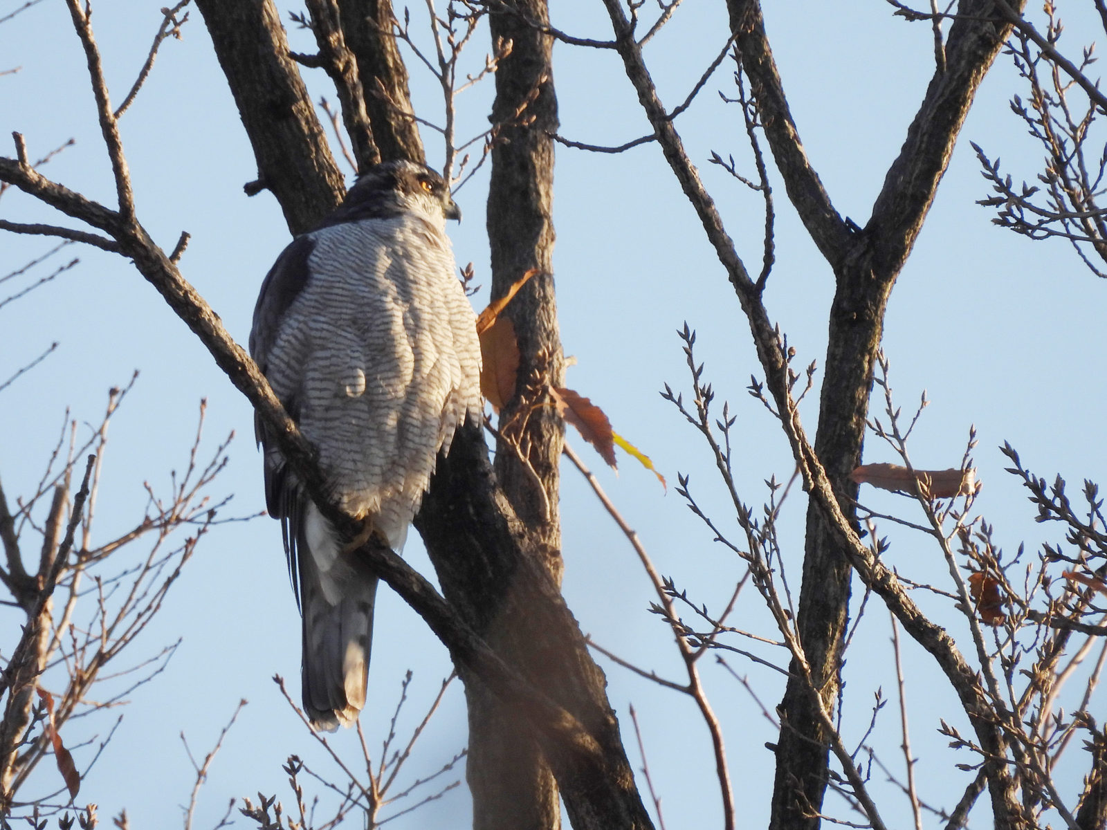 オオタカアップ