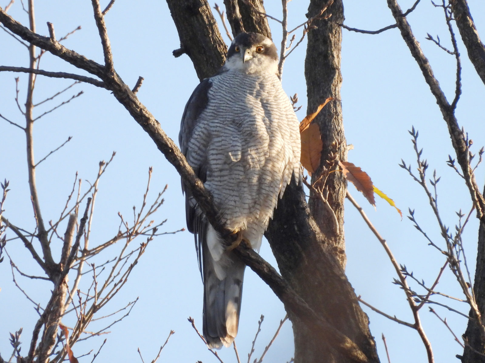 オオタカメイン