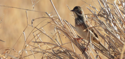 ホオアカメイン