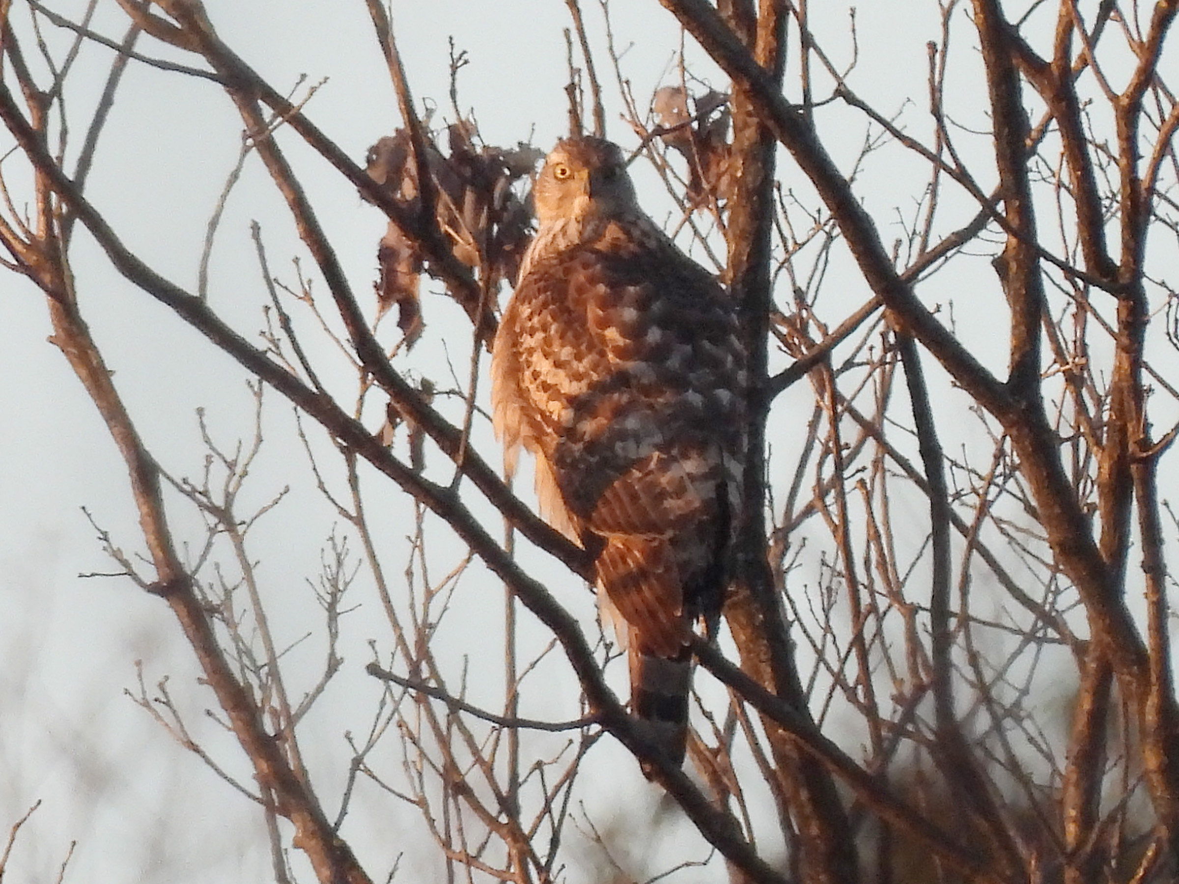 オオタカ幼鳥？@四季の森公園 | みどりの鳥 〜横浜市北部・緑区周辺の