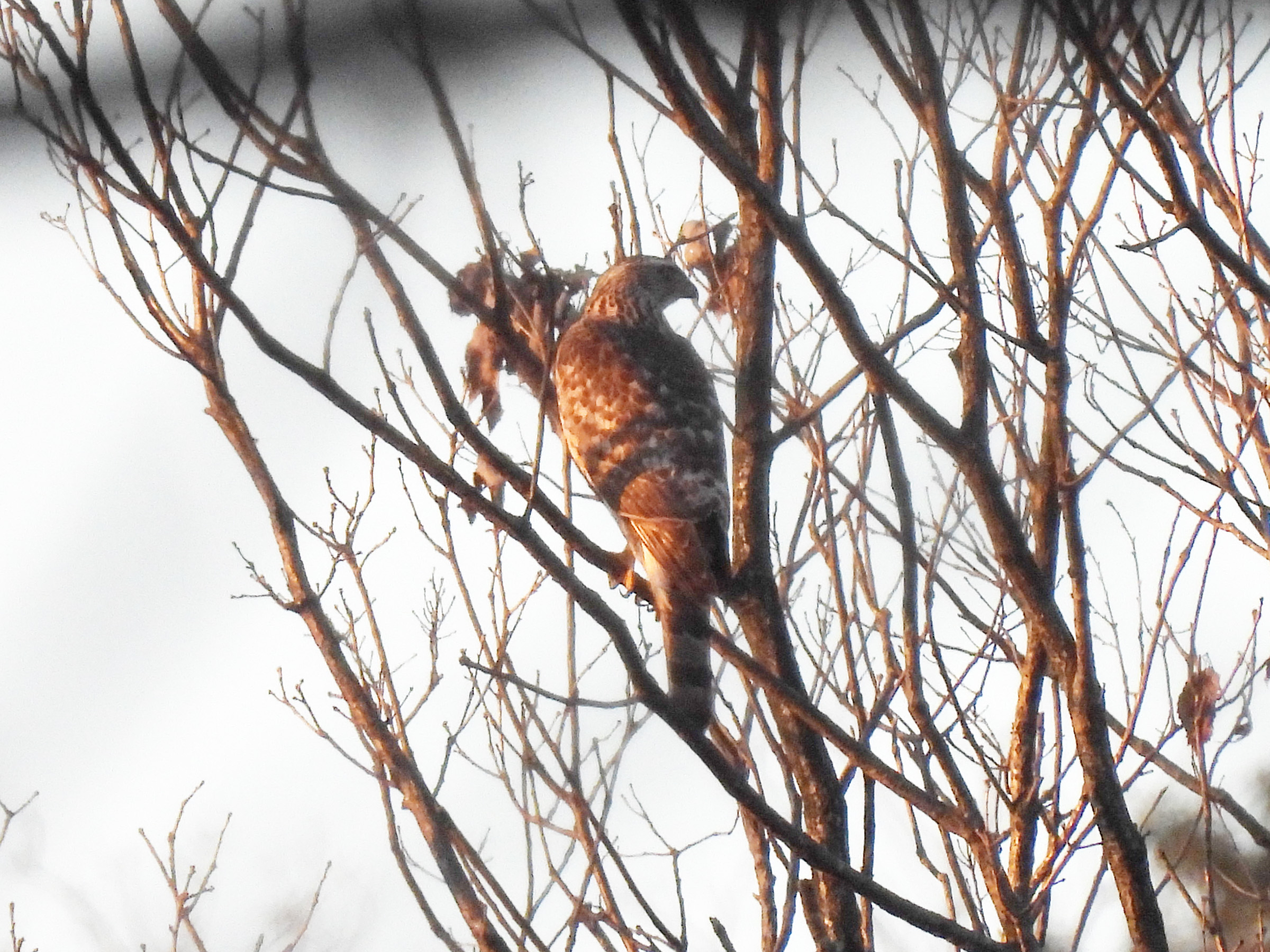 オオタカ幼鳥？@四季の森公園 | みどりの鳥 〜横浜市北部・緑区周辺の