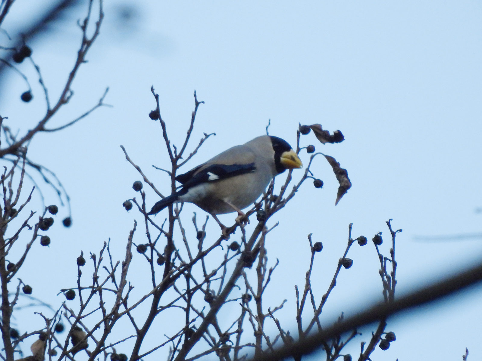 イカル木の実を食べる