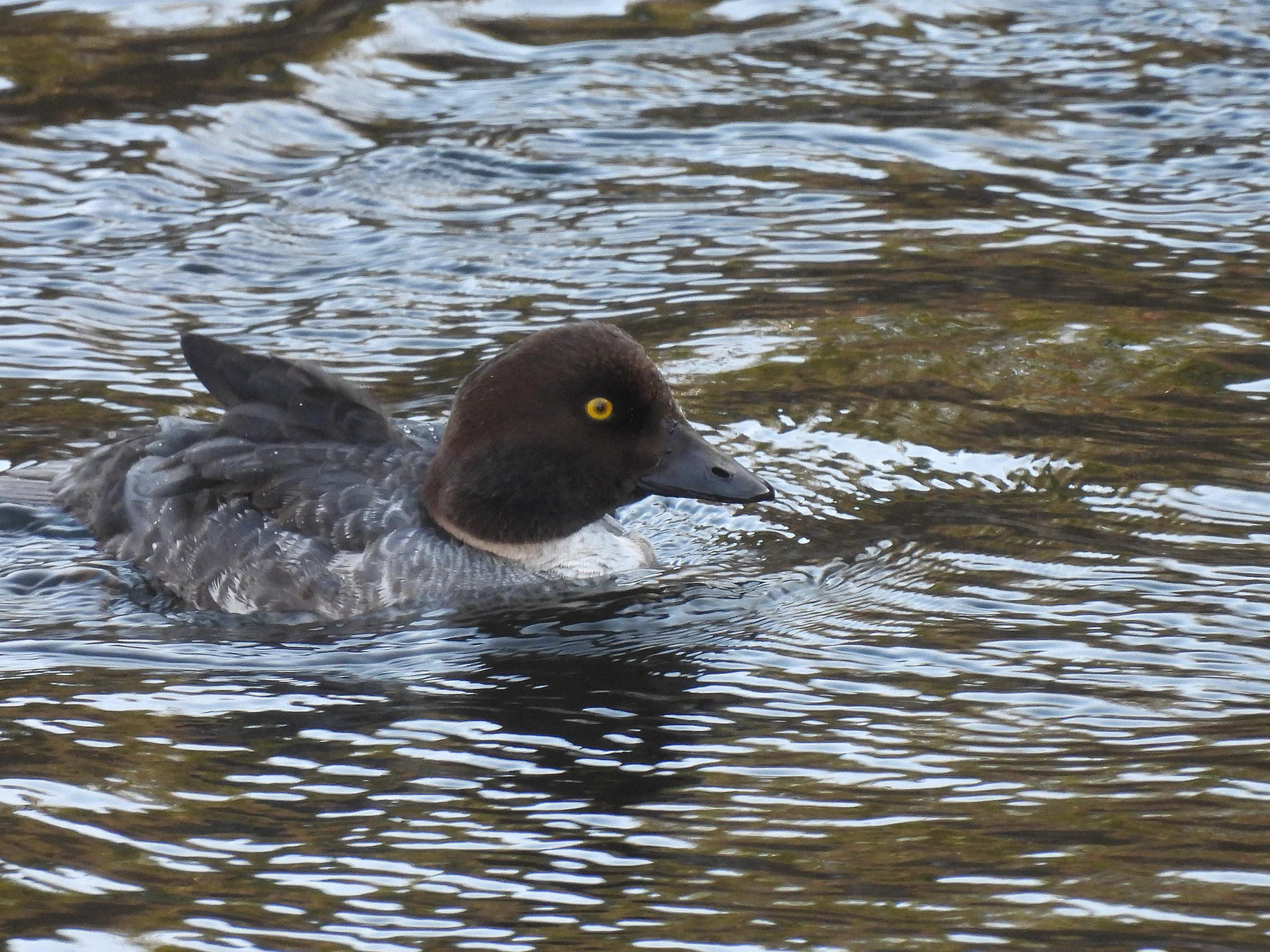 ホオジロガモ右向き